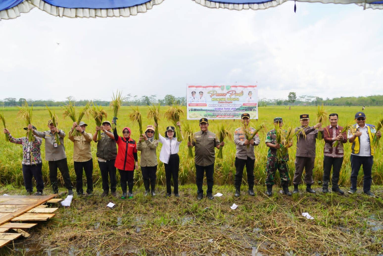 Wakil Gubernur Kalimantan Tengah H. Edy Pratowo saat panen padi Nusantara di kawasan Food Estate. (Foto/mmckalteng)